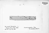 Puccinia graminis image